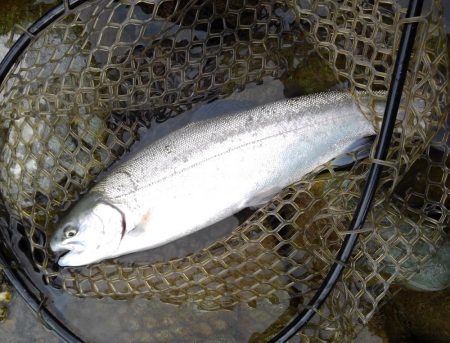 天竜川ルアーフライ専用区